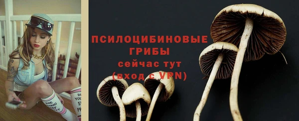 прущие грибы Няндома